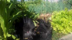 Chicken Flowers