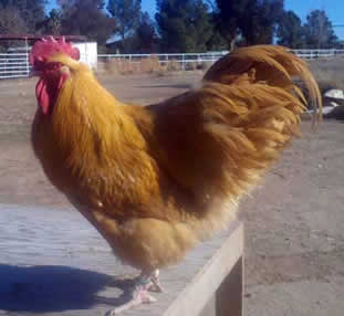 Buff Orp