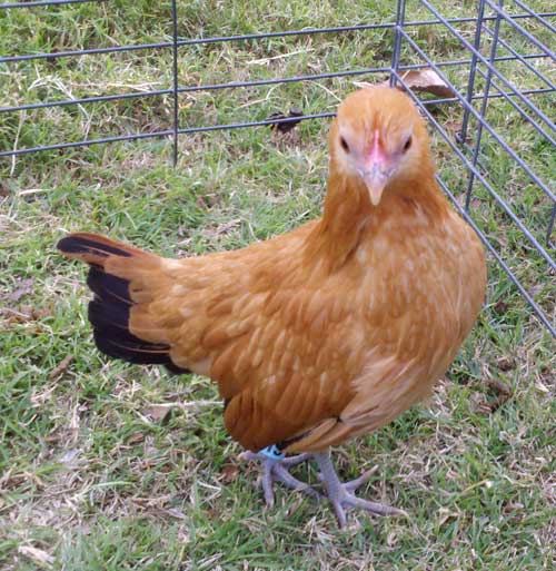Nankin hen